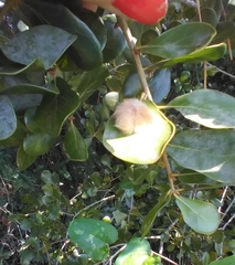 Neuroterus laurifoliae