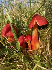 Hygrocybe coccinea