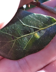 Neuroterus laurifoliae