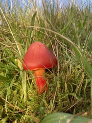 Hygrocybe coccinea