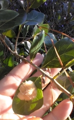 Neuroterus laurifoliae