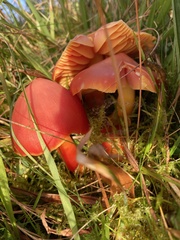Hygrocybe coccinea