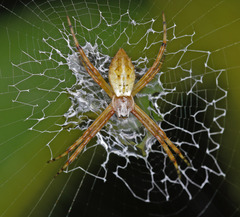Argiope submaronica