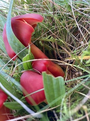 Hygrocybe coccinea