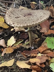 Agaricomycetidae