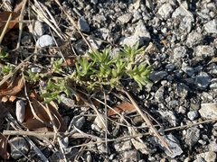 Calibrachoa parviflora