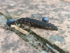 Nyctophila reichii