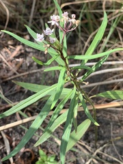 Asclepias perennis