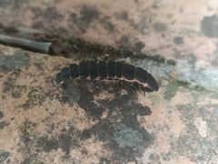 Nyctophila reichii