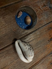 Cypraea tigris