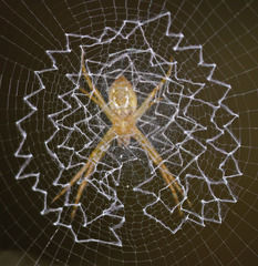 Argiope submaronica