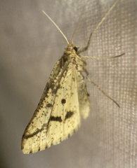 Aspitates ochrearia