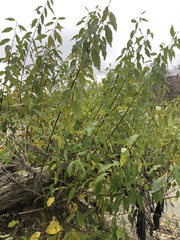 Salix amygdaloides