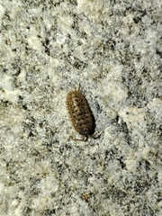 Armadillidium versicolor