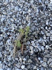 Calibrachoa parviflora