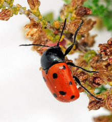 Cryptocephalus primarius