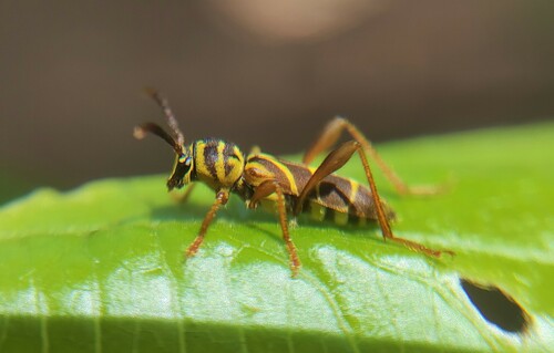 Unaiuba bruchi