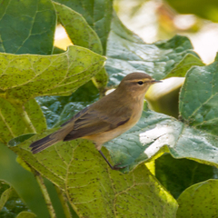 Phylloscopus collybita
