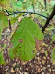 Parrotia persica