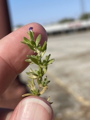Calibrachoa parviflora