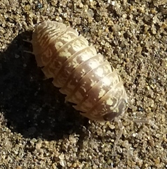 Armadillidium versicolor