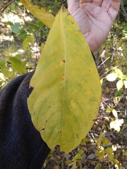 Asimina triloba
