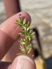 Calibrachoa parviflora