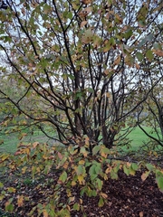 Parrotia persica