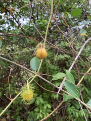 Passiflora vesicaria