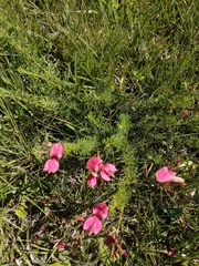 Indigofera hedyantha