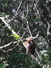 Macaca mulatta