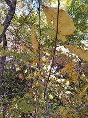 Asimina triloba