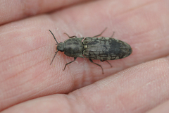 Actenicerus siaelandicus