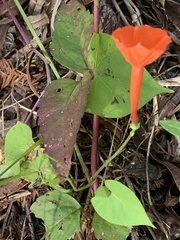Ipomoea hederifolia