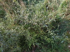 Atriplex oblongifolia