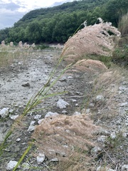 Phragmites karka