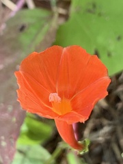 Ipomoea hederifolia