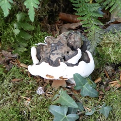 Ganoderma resinaceum