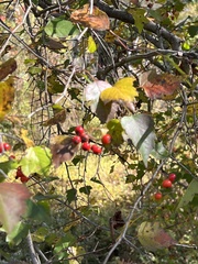 Crataegus phaenopyrum