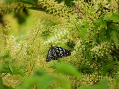 Tirumala limniace limniace