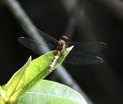 Erythemis