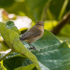 Phylloscopus collybita