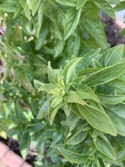 Ocimum