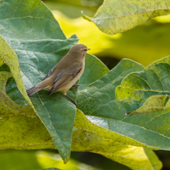 Phylloscopus collybita