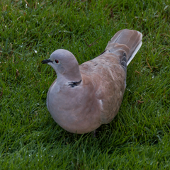Streptopelia decaocto