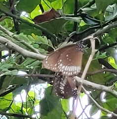 Euploea core