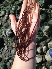 Gracilaria