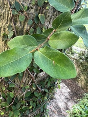 Ficus pumila