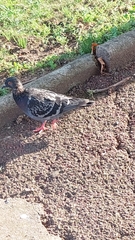 Columba livia domestica