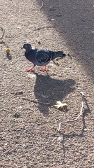 Columba livia domestica